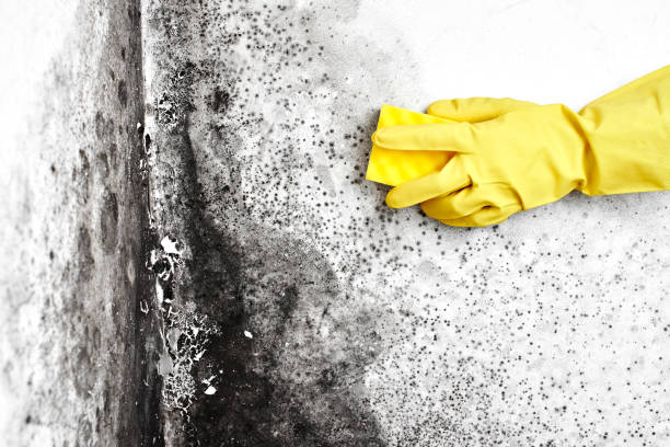 Best Mold Damage Repair  in Postville, IA