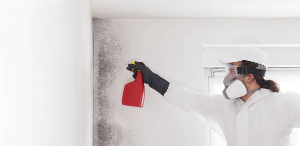 Best Certified Mold Removal  in Postville, IA