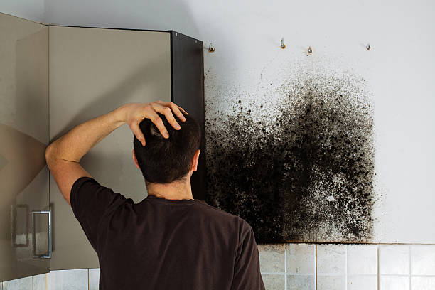 Best Fast Mold Removal  in Postville, IA