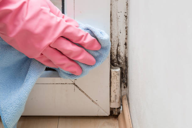Best Office Mold Removal Services  in Postville, IA