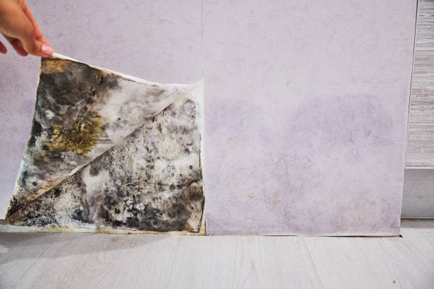 Best Home Mold Removal  in Postville, IA